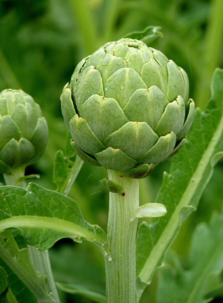 artichoke