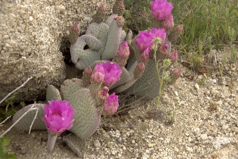beavertail cactus
