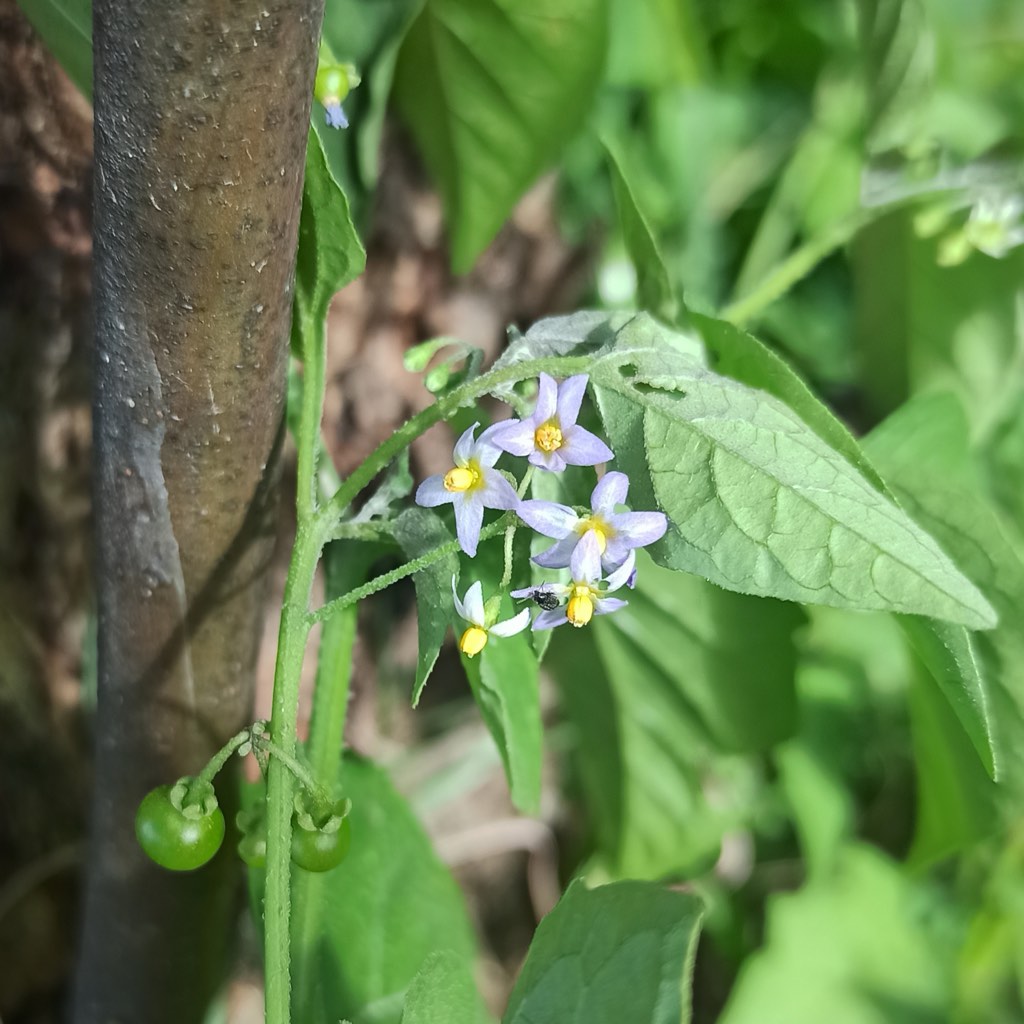 black nightshade