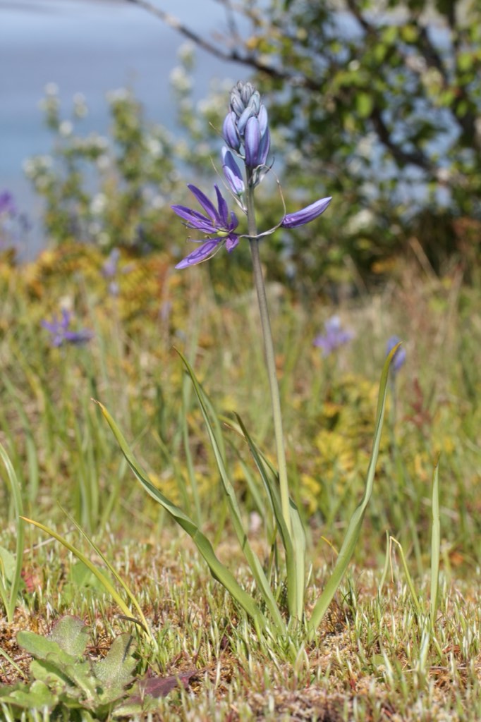 blue camas