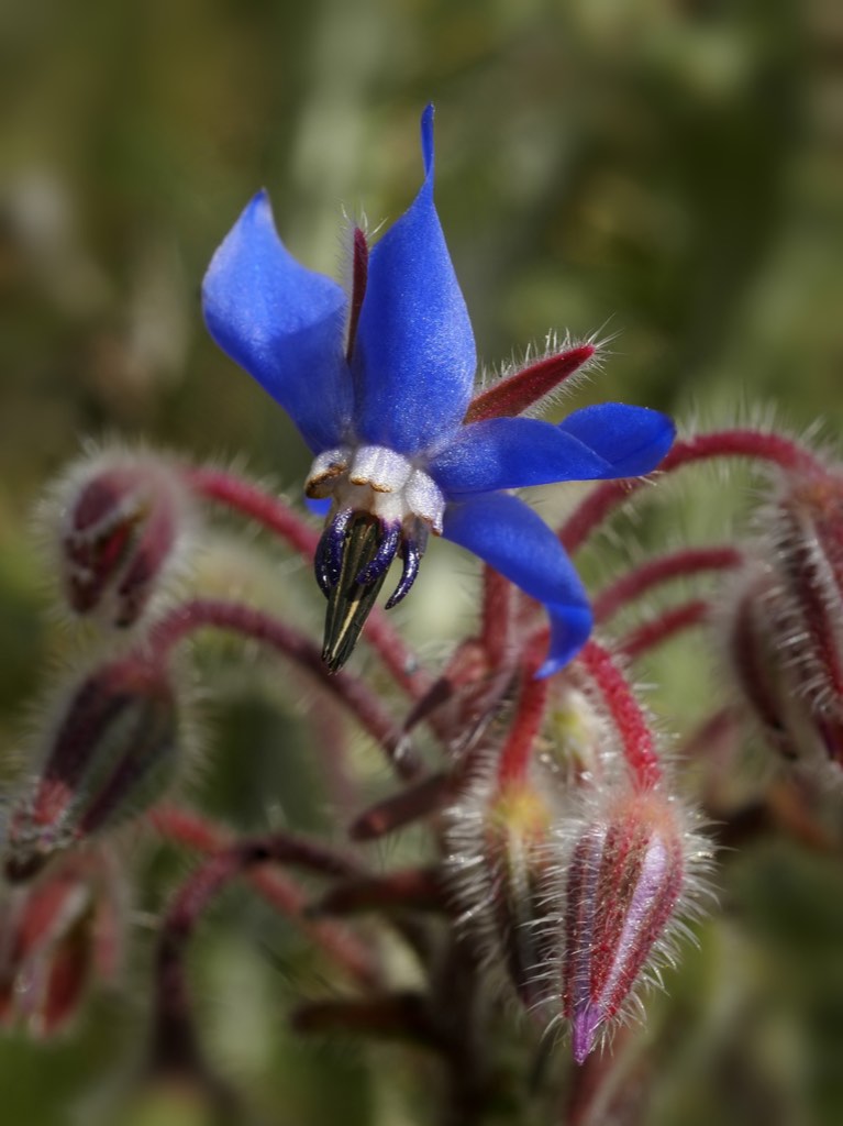 borage