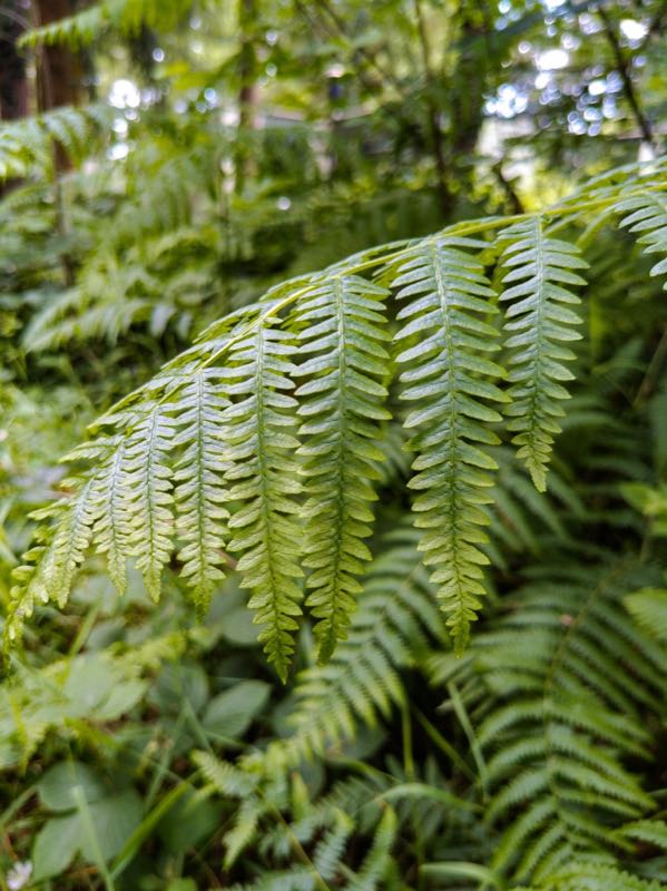bracken fern