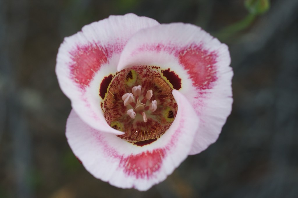 butterfly mariposa lily