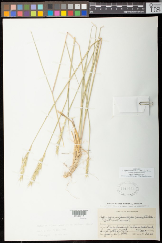 California bottlebrush grass