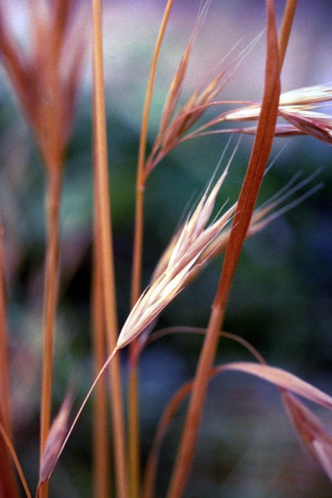 California brome