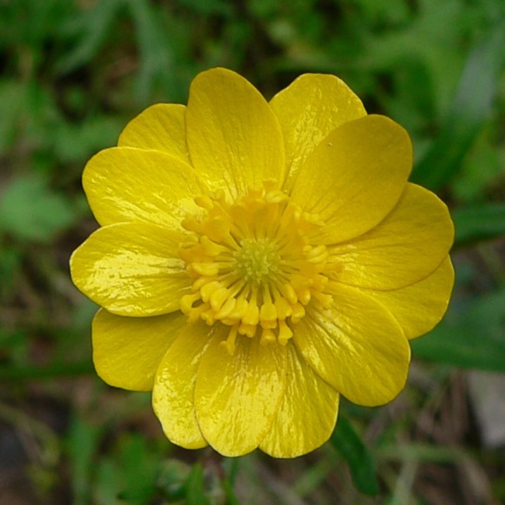 California buttercup