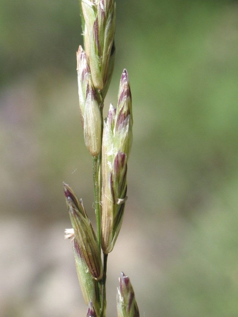 California oniongrass