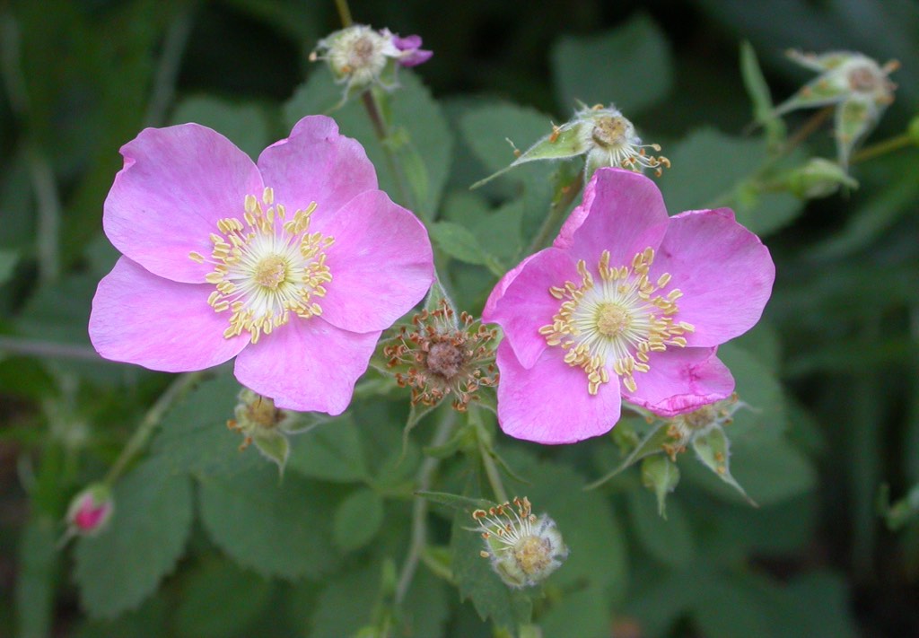 California wild rose