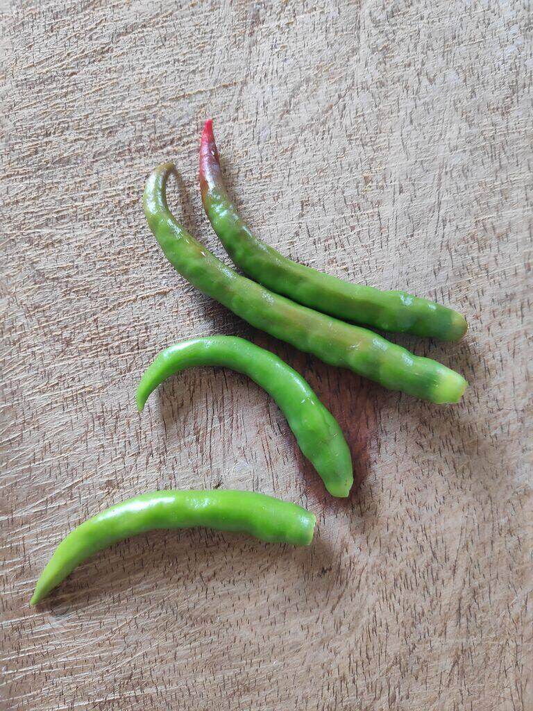 chilli pepper (annuum)