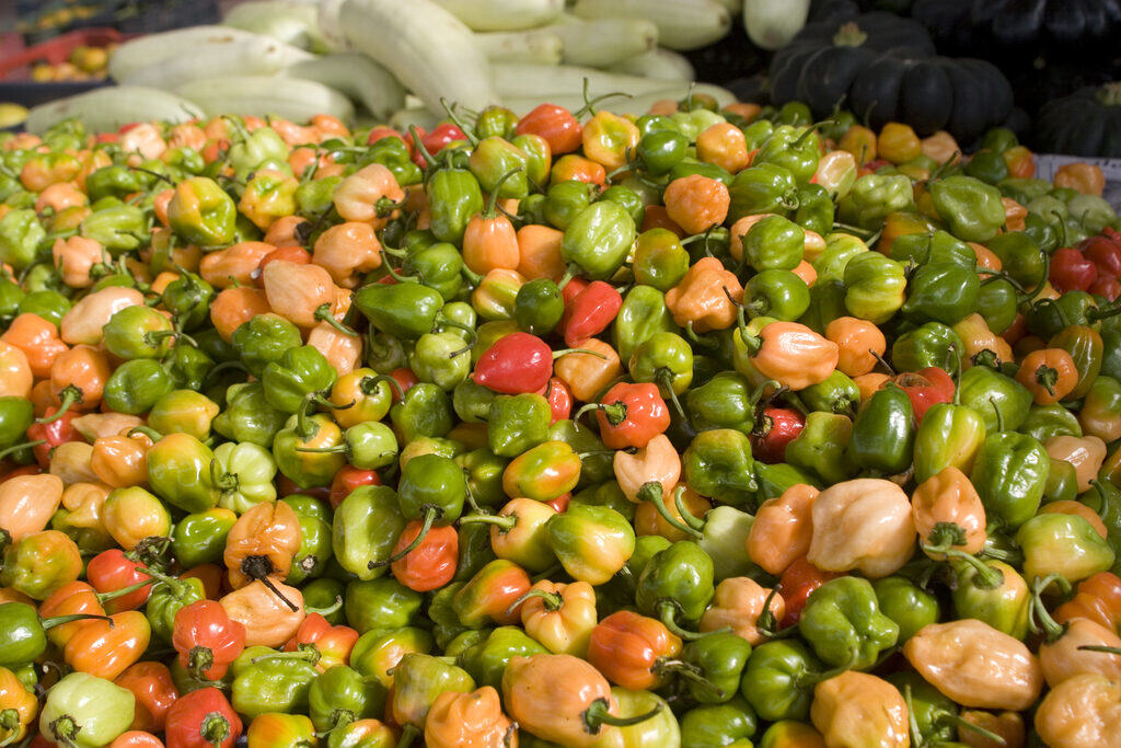 chilli pepper (chinense)