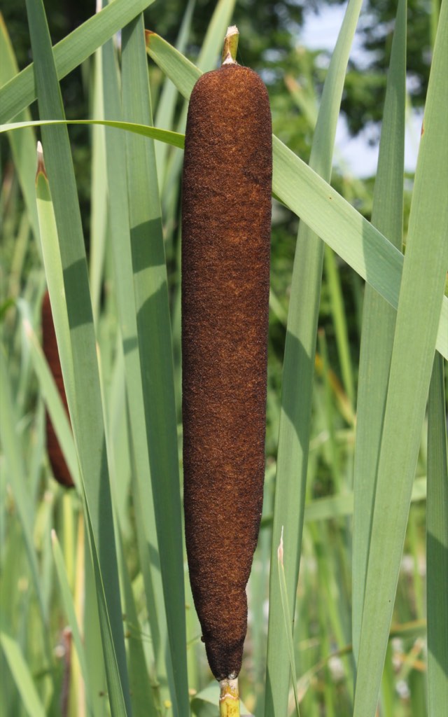 Cattail