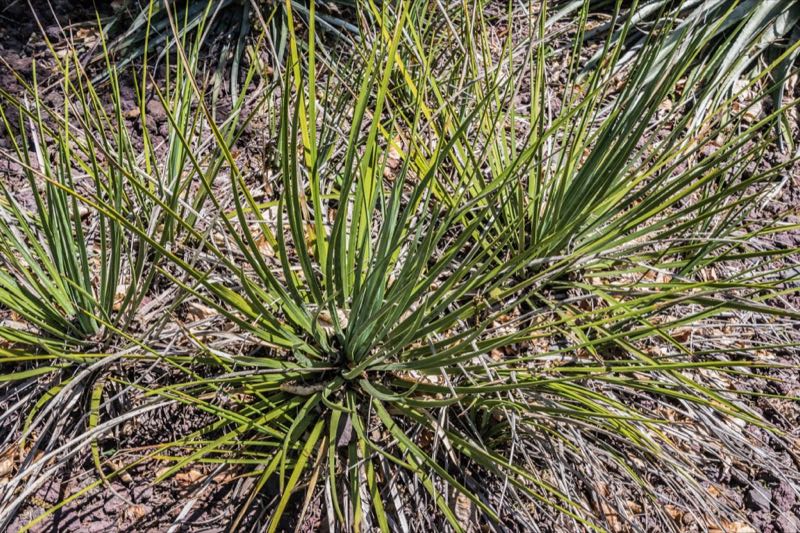 chaparral yucca