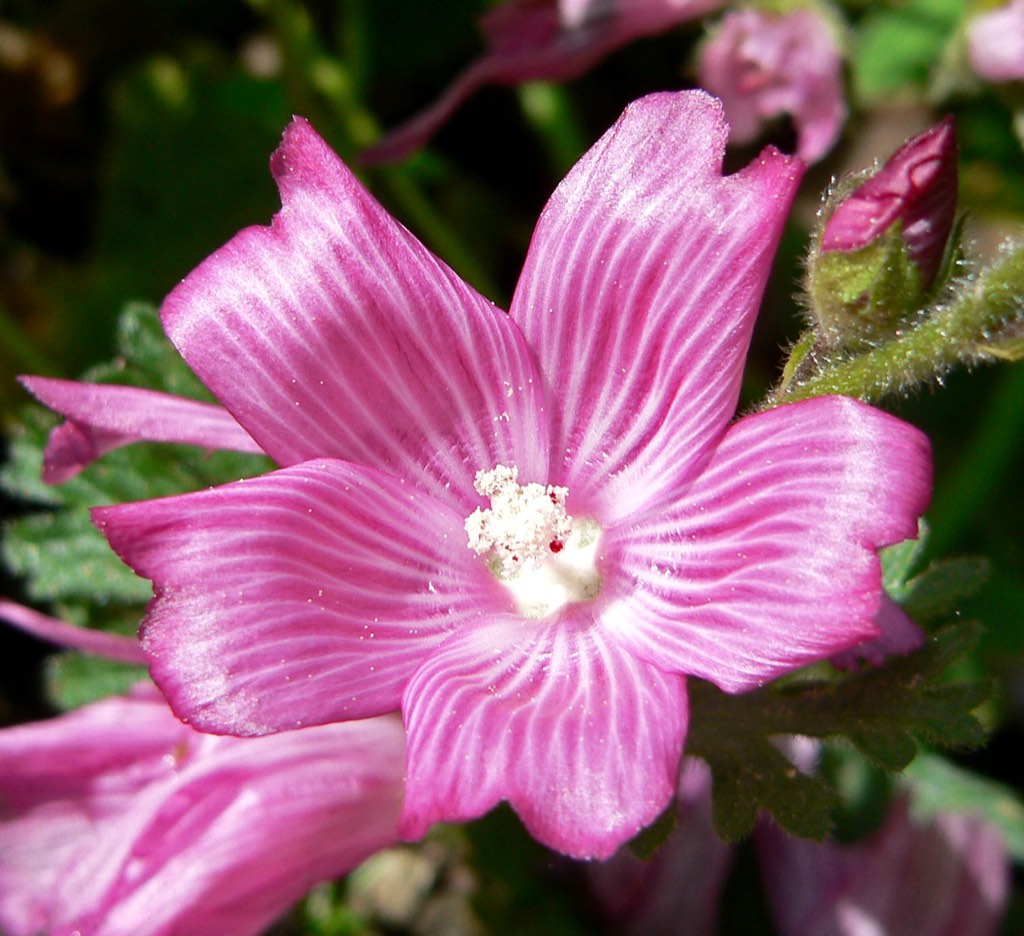 checkerbloom