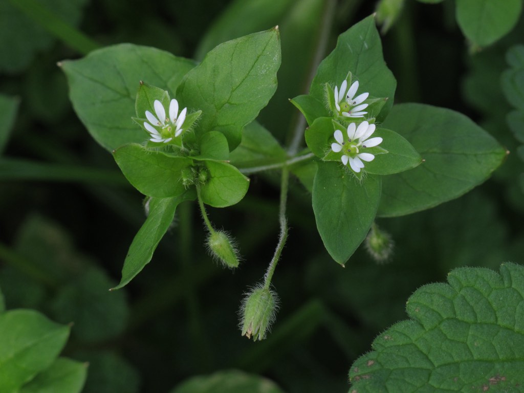 chickweed