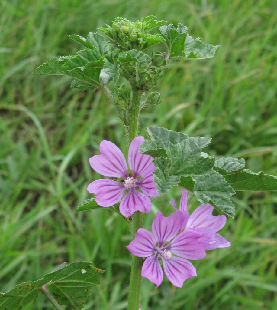 common mallow