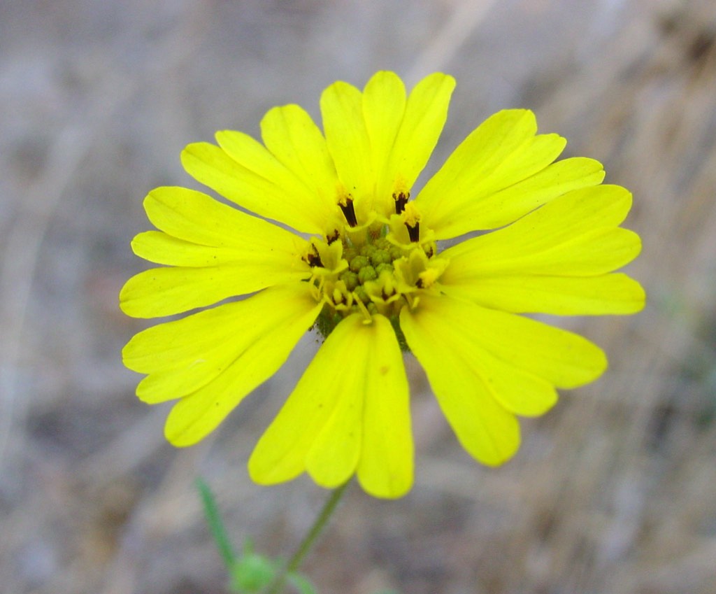 common tarweed
