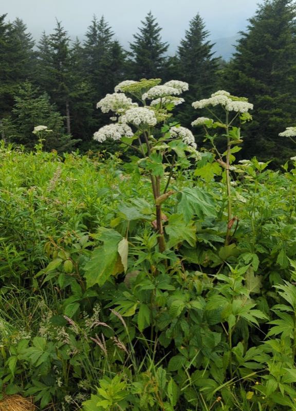 cow parsnip