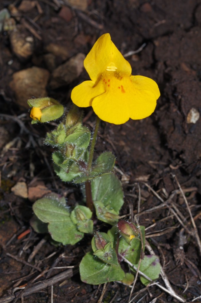 creek monkeyflower