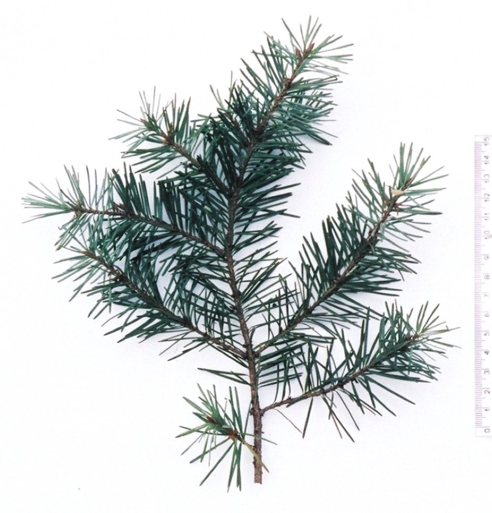 Douglas fir