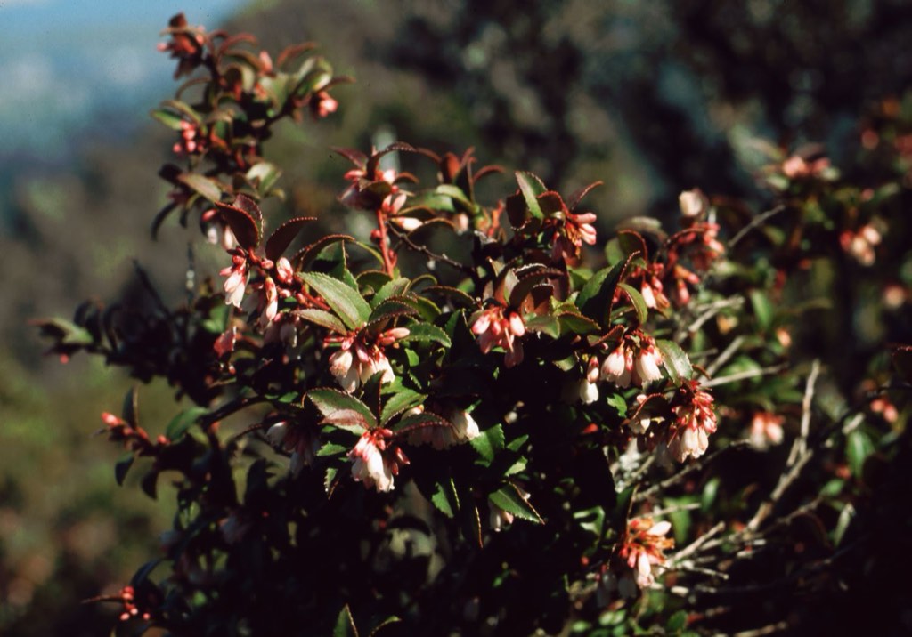 evergreen huckleberry