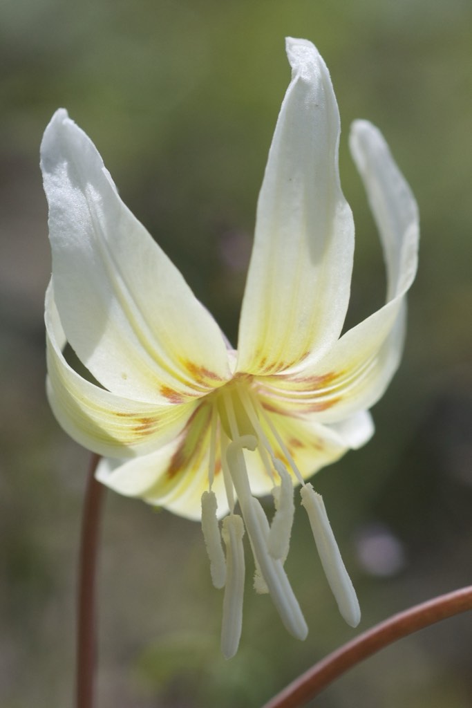 fawn lily
