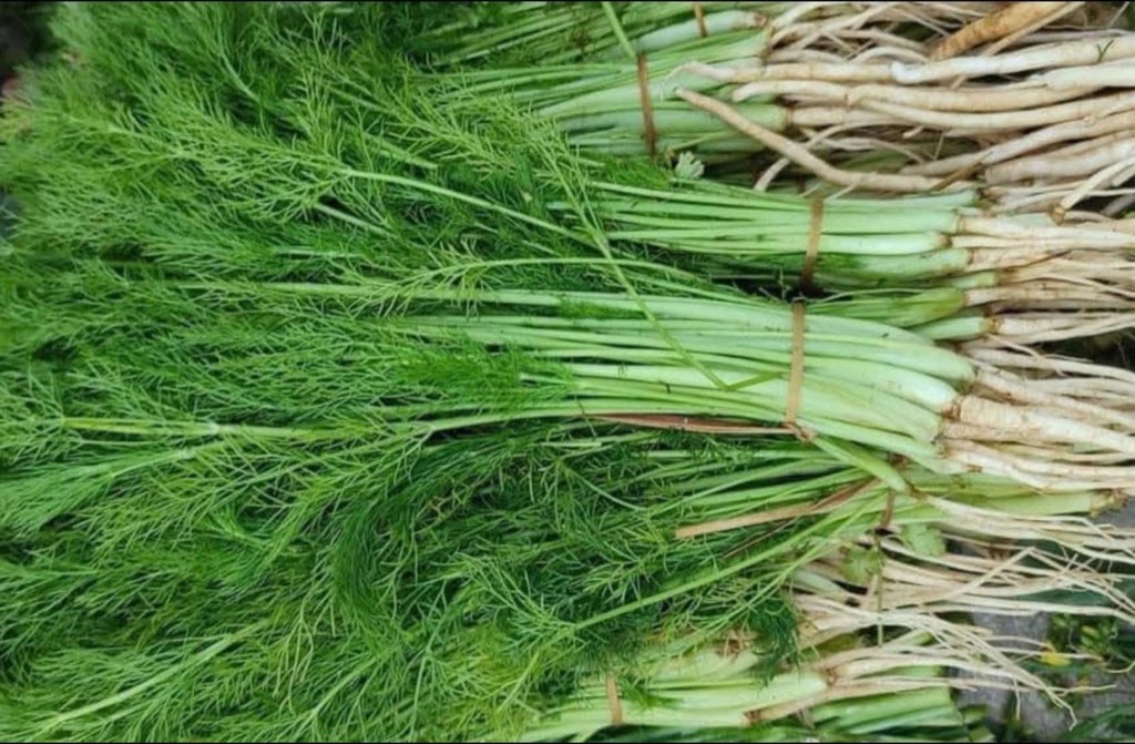 fennel