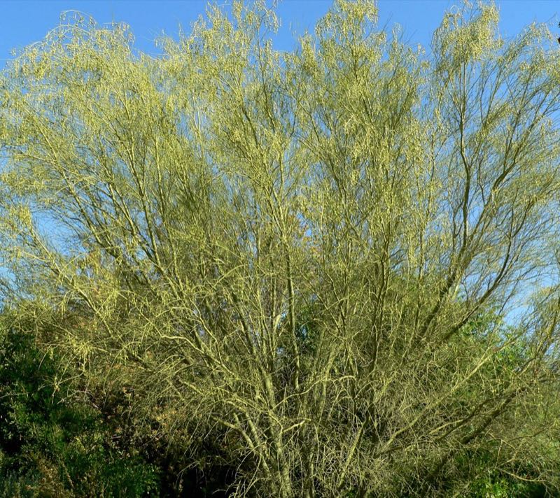 foothills palo verde