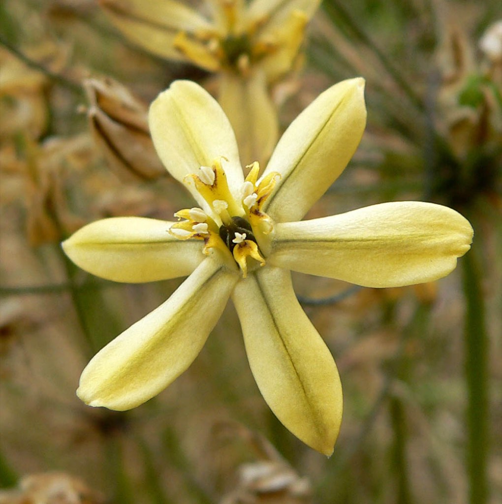golden prettyface brodiaea