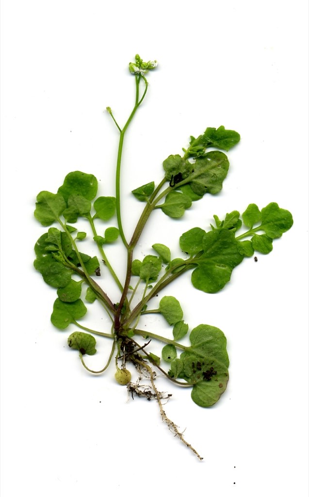 hairy bittercress