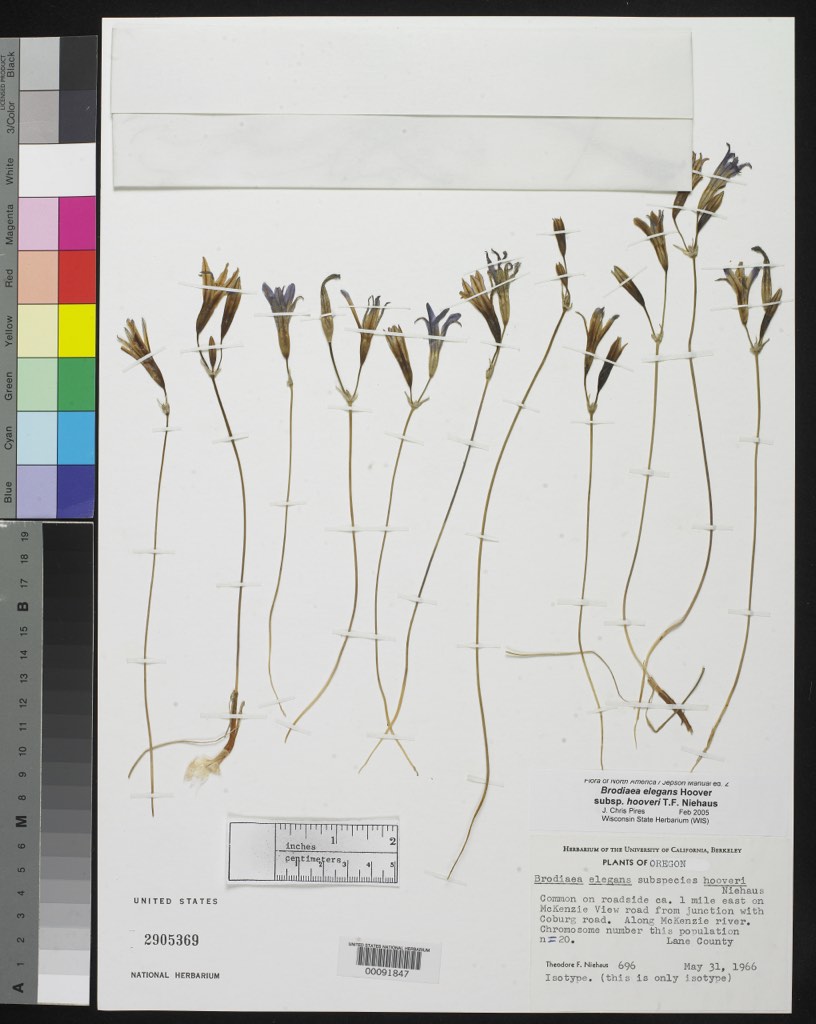 harvest brodiaea