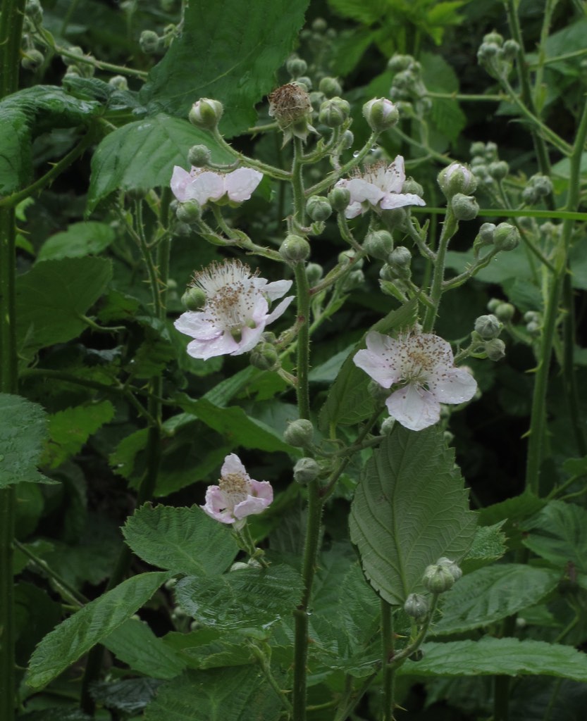 Himalayan blackberry