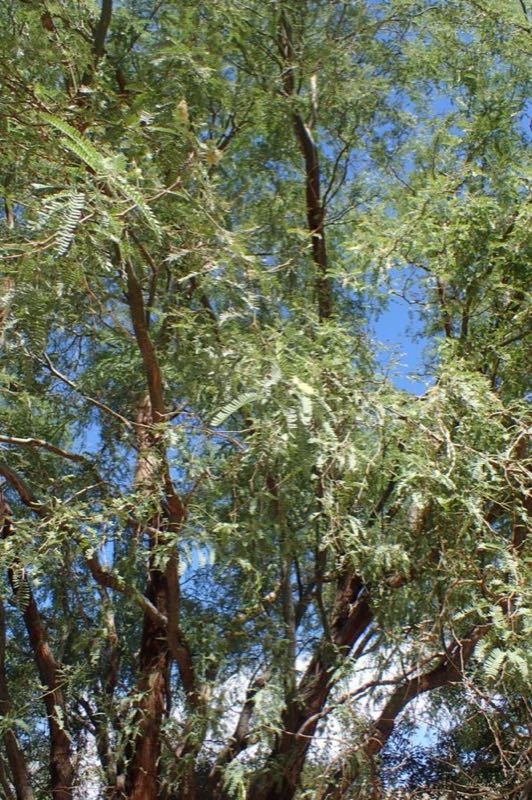 honey mesquite