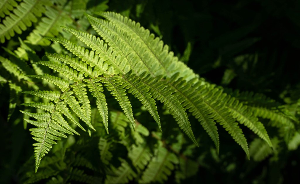lady fern