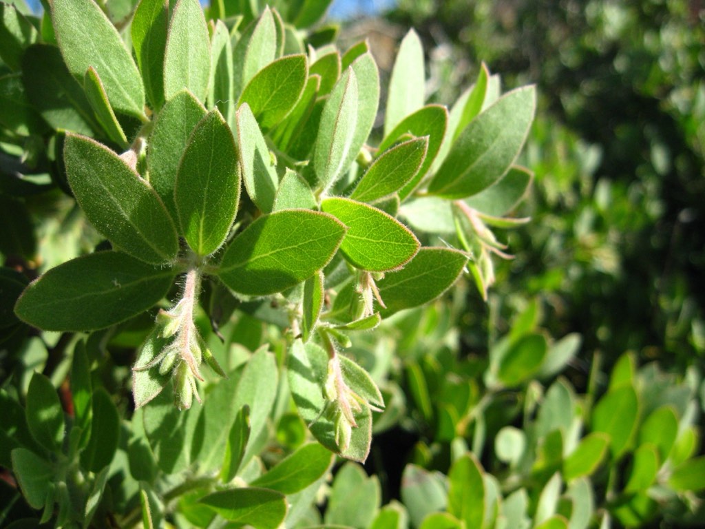manzanita