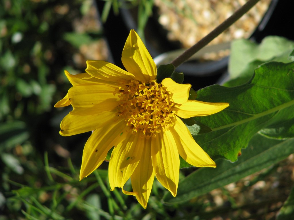 narrowleaf mule’s ears