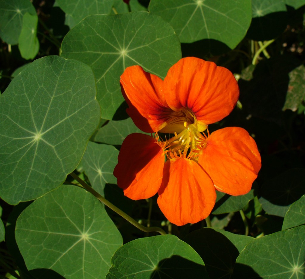 nasturtium