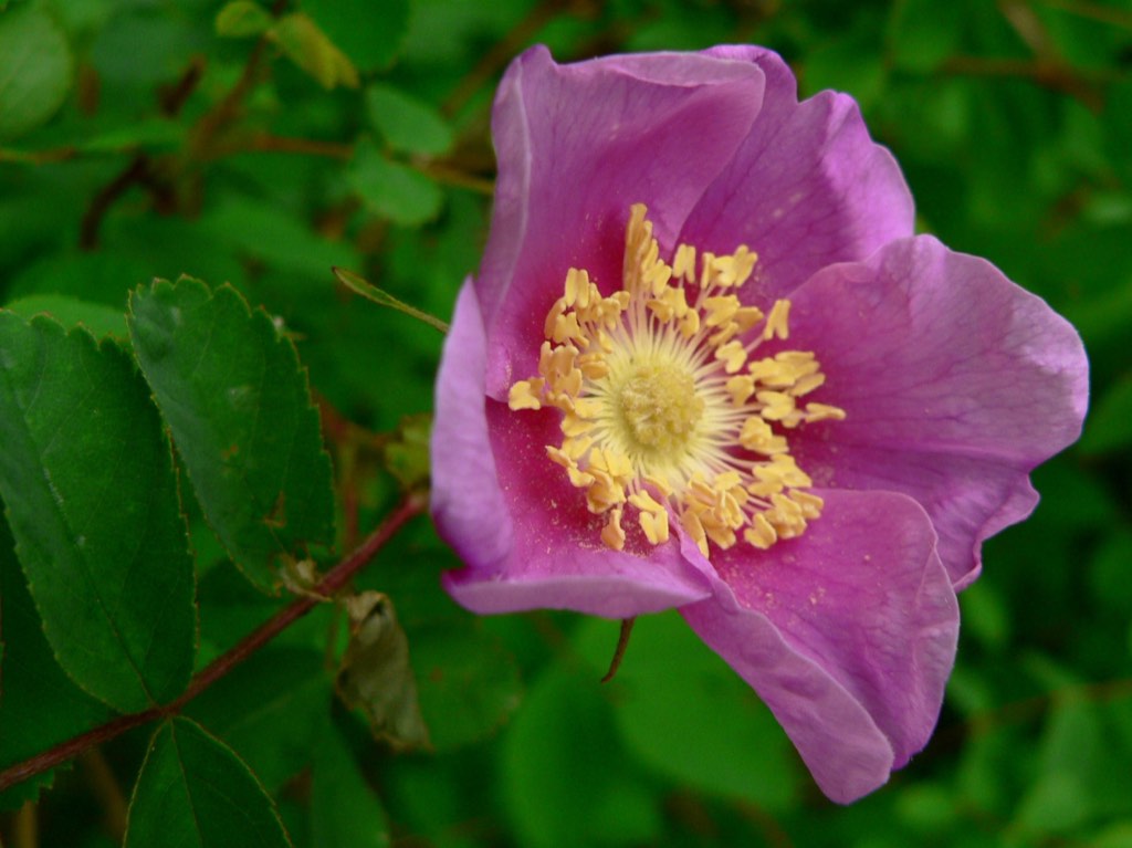 Nootka rose
