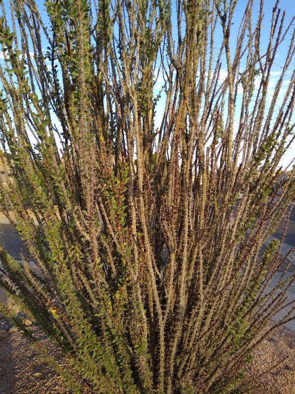 ocotillo