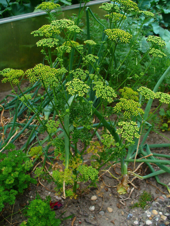 parsley