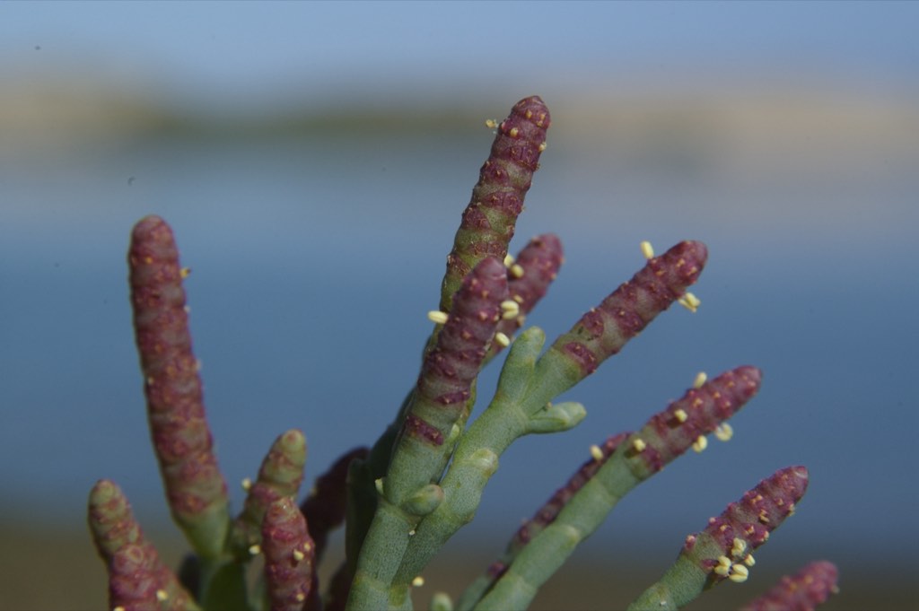 perennial pickleweed