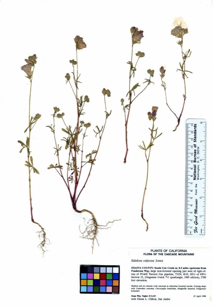 Point Reyes checkerbloom