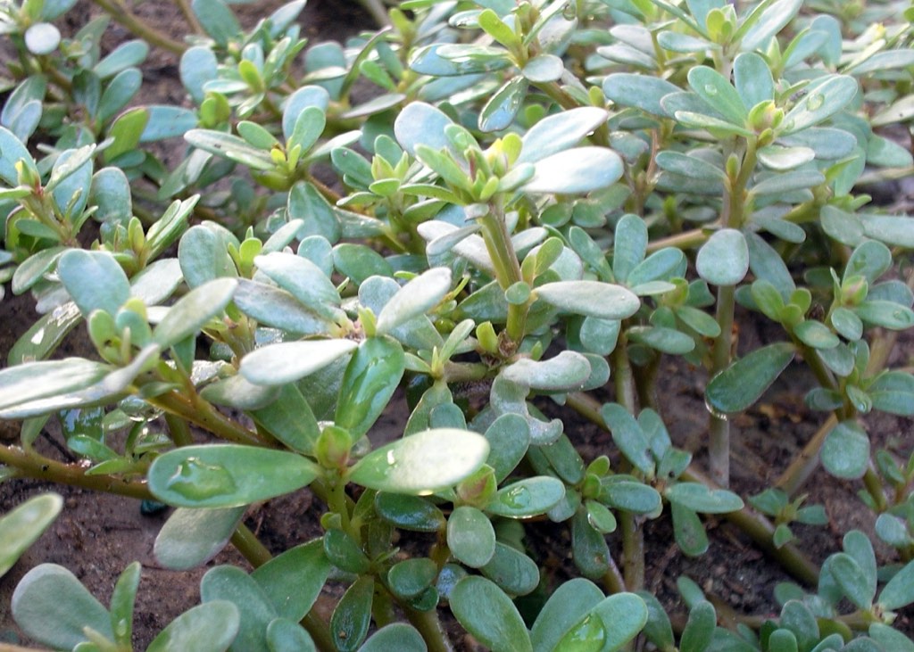 purslane