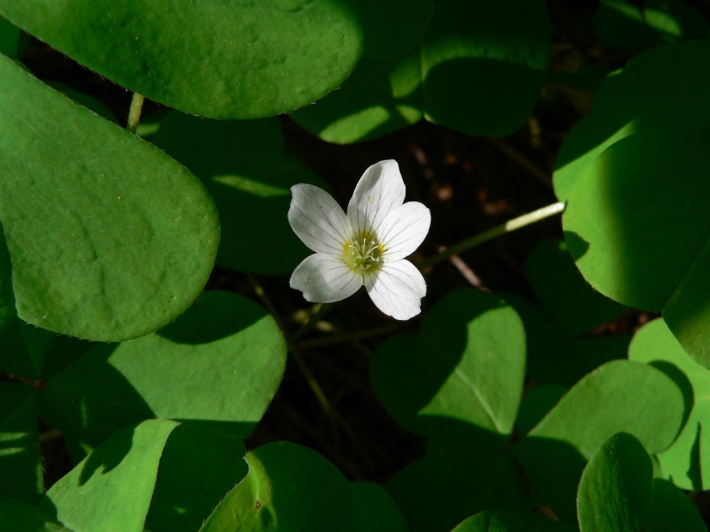 redwood sorrel