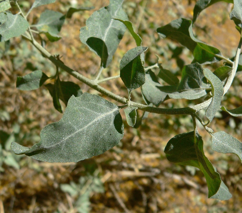 saltbush