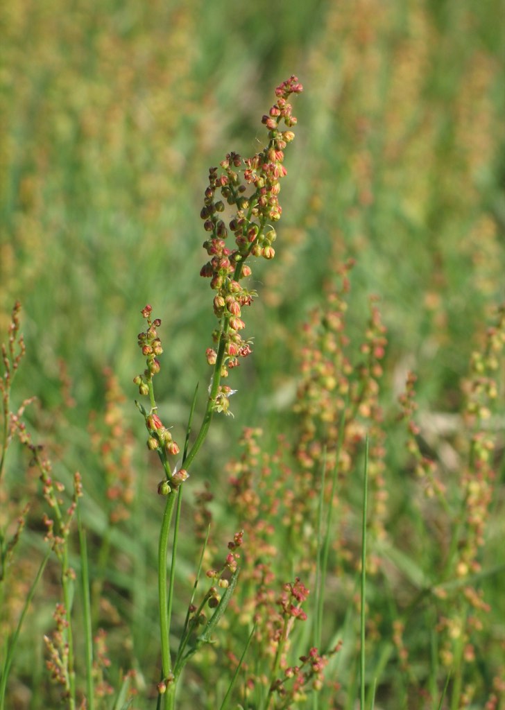 sheep sorrel