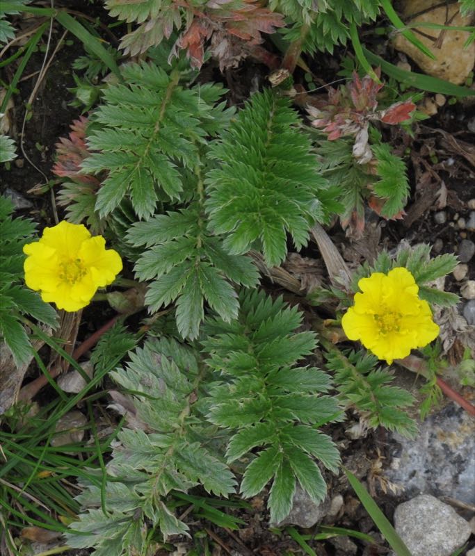 silverweed