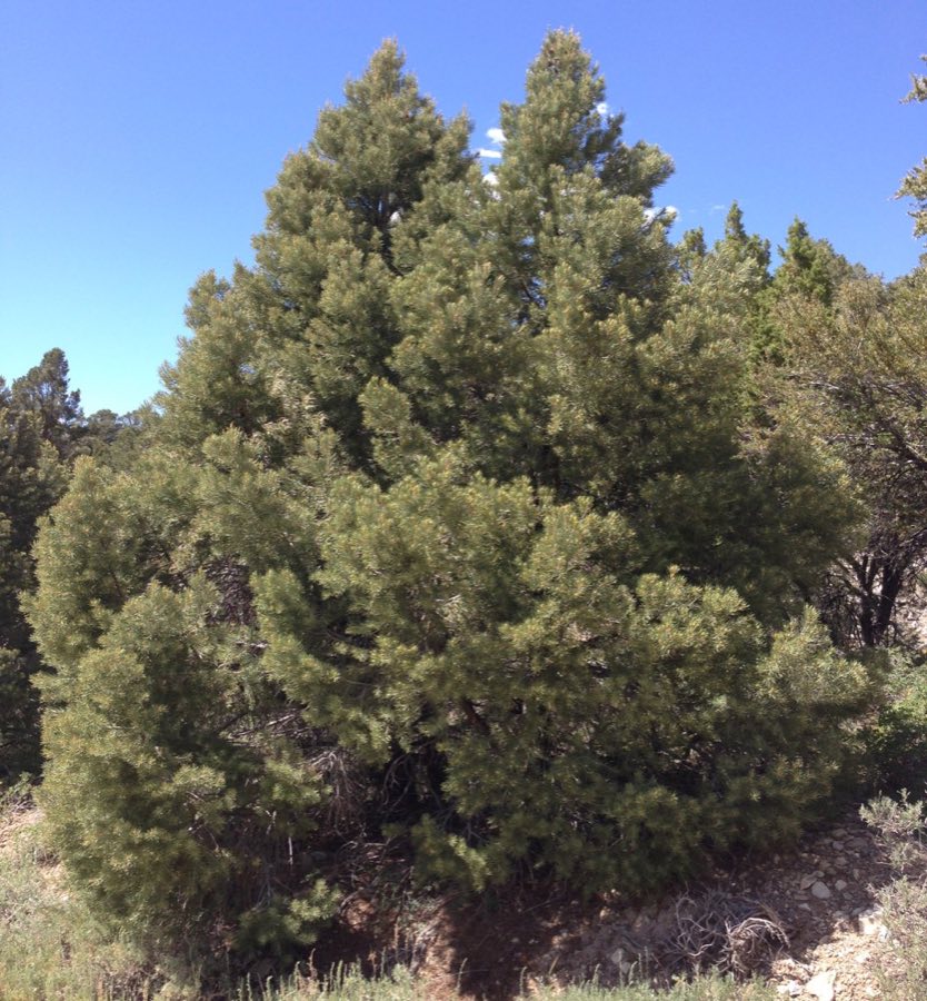 singleleaf pinyon pine