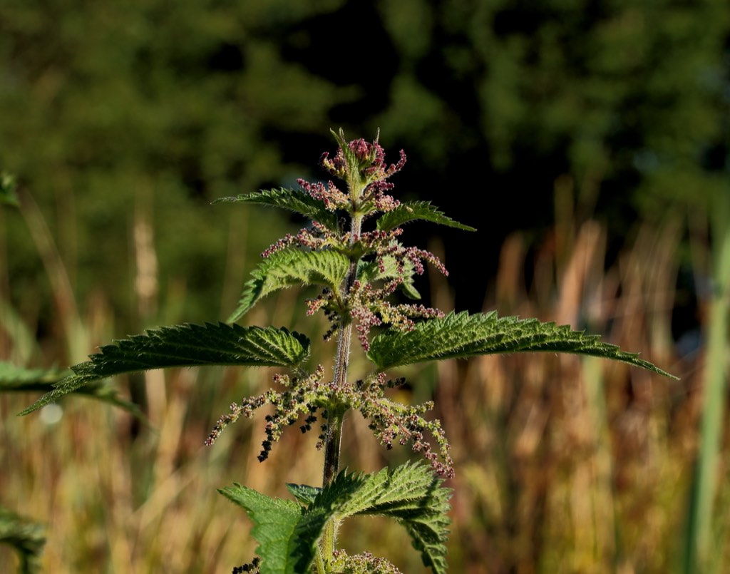 stinging nettle