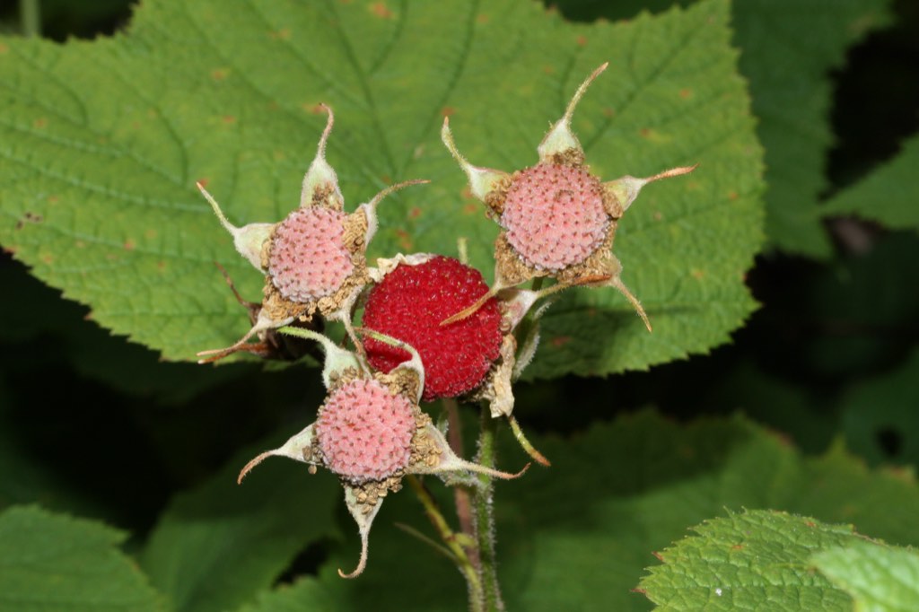 thimbleberry