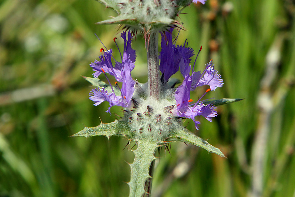 thistle sage